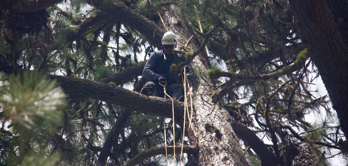 tree spraying companies near me