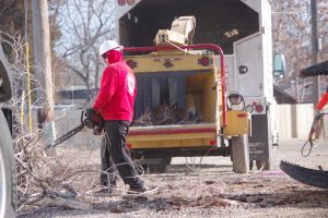 Boise tree care expert