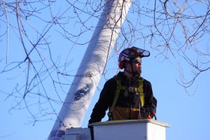Large Tree Trimming in Boise