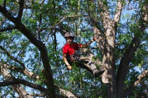 Summer Boise tree care