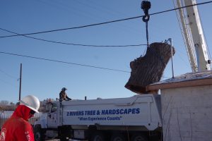 Best Tree Removal company in Boise