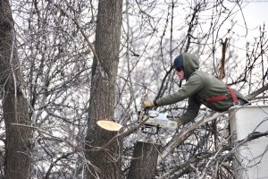 Boise tree trimming or removal