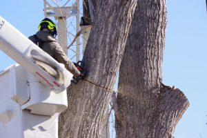 Free Boise tree service estimates