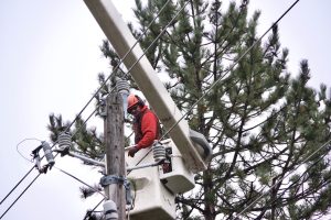 Boise tree trimming and removal