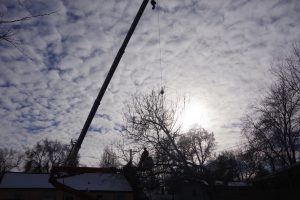 Reliable Boise Tree Service