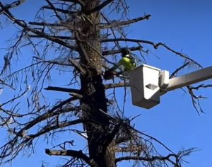 Your Boise tree care company