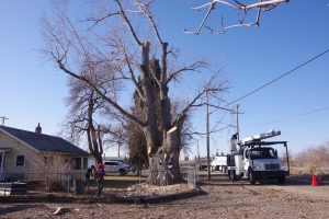 Boise tree service